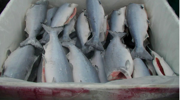 Frozen Alaska Salmon